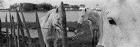 Horses, Camargue, France Fine Art Print