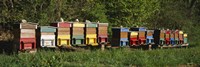 Row of beehives, Switzerland Fine Art Print