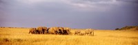 Elephant Herd, Maasai Mara Kenya by Panoramic Images - 36" x 12"