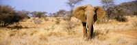 Elephant, Somburu, Kenya, Africa Fine Art Print
