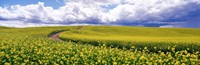 Road, Canola Field, Washington State, USA Fine Art Print