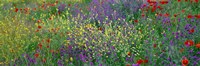 Wildflowers El Escorial Spain Fine Art Print