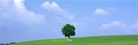 Lone Tree on Hilltop Salzkammergut Austria Fine Art Print