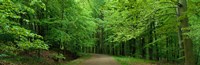 Road Through a Forest near Kassel Germany Fine Art Print