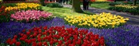 Colorful flower beds, Keukenhof Garden, Lisse, The Netherlands Fine Art Print