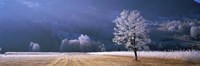 Trees With Frost, Franstanz, Tyrol, Austria Fine Art Print