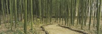 Bamboo Trees, Kyoto, Japan Fine Art Print