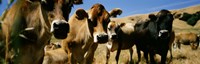 Close Up Of Cows, California, USA Fine Art Print