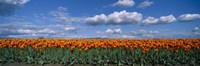 Clouds over a tulip field, Skagit Valley, Washington State, USA Fine Art Print