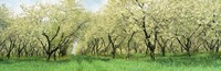 Rows Of Cherry Tress In An Orchard, Minnesota, USA Fine Art Print