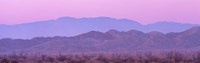 Desert At Sunrise, Anza Borrego California, USA by Panoramic Images - 36" x 12"