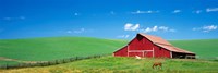 Red Barn With Horses WA by Panoramic Images - 36" x 12"
