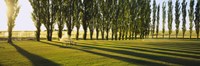 Poplar Trees Near A Wheat Field, Twin Falls, Idaho, USA Fine Art Print