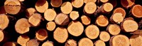 Logs by Panoramic Images - 36" x 12"