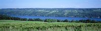 Vineyard with a lake in the background, Keuka Lake, Finger Lakes, New York State, USA Fine Art Print