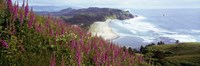 Foxgloves At Cascade Head, Tillamook County, Oregon, USA Fine Art Print