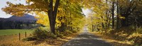 Trees on both sides of a road, Danby, Vermont, USA Fine Art Print
