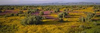 High Angle View Of Wildflowers In A Landscape, Santa Rosa, Sonoma Valley, California, USA Fine Art Print