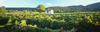 Vineyard Provence France Fine Art Print