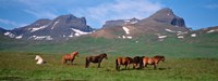 Horses in Borgarfjordur, Iceland Fine Art Print