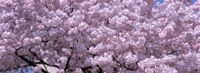 USA, Washington DC, Close-up of cherry blossoms Fine Art Print