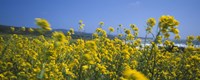 Close-up of flowers, California, USA by Panoramic Images - 36" x 12"