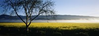 Fog over crops in a field, Napa Valley, California, USA Fine Art Print