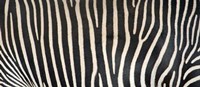 Grevey's Zebra Stripes by Panoramic Images - 36" x 12"