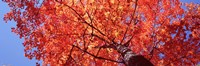 Low Angle View Of A Maple Tree, Acadia National Park, Mount Desert Island, Maine, USA Fine Art Print