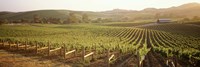 Panoramic view of vineyards, Carneros District, Napa Valley, California, USA Fine Art Print
