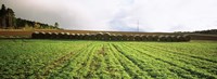 Hay bales in a farm land, Germany Fine Art Print