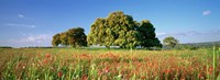 Flowers in a field, Andalusia, Spain Fine Art Print