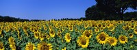 Sunflowers In A Field, Provence, France Fine Art Print