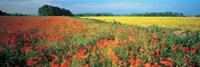 Flowers in a field, Bath, England Fine Art Print