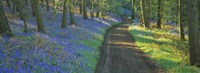 Bluebell flowers along a dirt road in a forest, Gloucestershire, England Fine Art Print