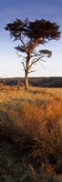 Tree On A Landscape, Golden Hour, Helwath Plantation, Scarborough, North Yorkshire, England, United Kingdom Fine Art Print