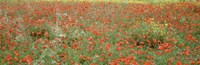 Poppies growing in a field, Sicily, Italy Fine Art Print