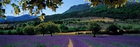 Mountain behind a lavender field, Provence, France Fine Art Print