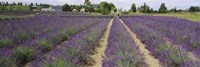 Field of lavender, Jardin Du Soleil, Sequim, Clallam County, Washington State, USA Fine Art Print
