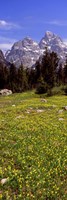 Glacier lilies on a field, North Folk Cascade Canyon, Grand Teton National Park, Wyoming, USA Fine Art Print