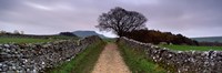 Stone Walls Along A Path, Yorkshire Dales, England, United Kingdom Fine Art Print
