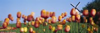 Tulip Flowers With A Windmill In The Background, Holland, Michigan, USA Fine Art Print