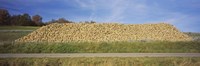 Heap Of Sugar Beets In A Field, Stuttgart, Baden-Wurttemberg, Germany Fine Art Print