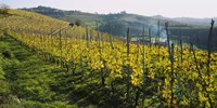 Panoramic view of vineyards, Peidmont, Italy Fine Art Print