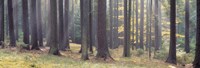 Trees in the forest, South Bohemia, Czech Republic Fine Art Print