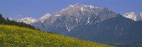 High angle view of flowers on a landscape, Tirol, Austria by Panoramic Images - various sizes