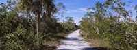 Dirt road passing through a forest, Indigo Trail, J.N. Ding Darling National Wildlife Refuge, Sanibel Island, Florida, USA Fine Art Print