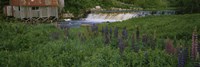 Lupine flowers in a field, Petite River, Nova Scotia, Canada Fine Art Print