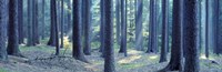 Trees in a forest, South Bohemia, Czech Republic Fine Art Print