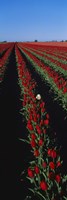 Field of red tulip flowers Fine Art Print